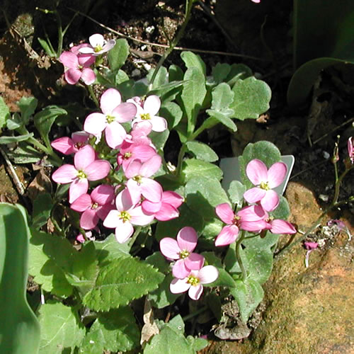 Arabis alpina rosea